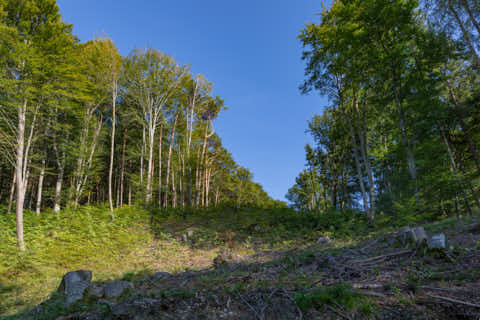 Gemeinde Hochburg-Ach Bezirk Braunau Wanghausen Weilhartsforst (Dirschl Johann) Österreich BR
